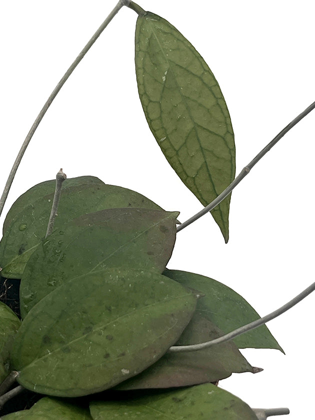Hoya sp. Loei - seltene Porzellanblume
