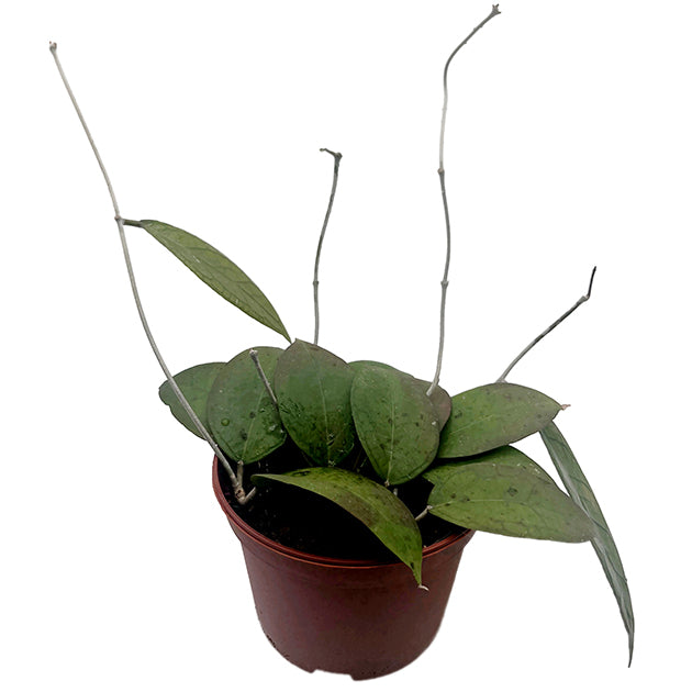 Hoya sp. Loei - seltene Porzellanblume