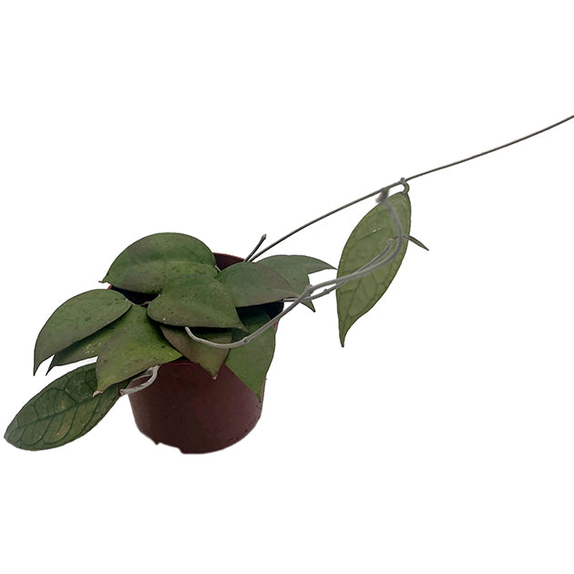 Hoya sp. Loei - seltene Porzellanblume