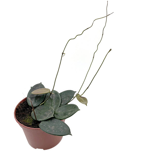 Hoya vangviengiensis - dunkle Porzellanblume