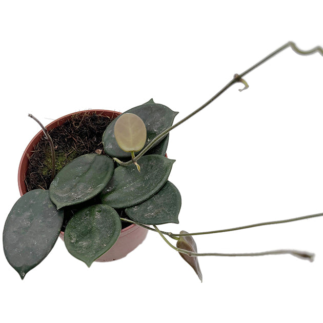 Hoya vangviengiensis - dunkle Porzellanblume
