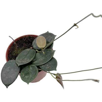 Hoya vangviengiensis - dunkle Porzellanblume