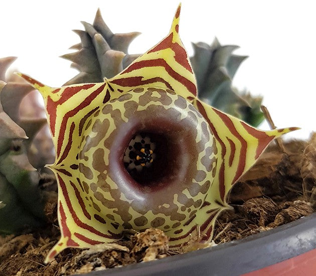 Stapelia Huernia confusa - Eulenauge - Aasblume