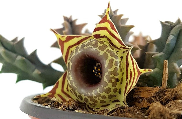 Stapelia Huernia confusa - Eulenauge - Aasblume