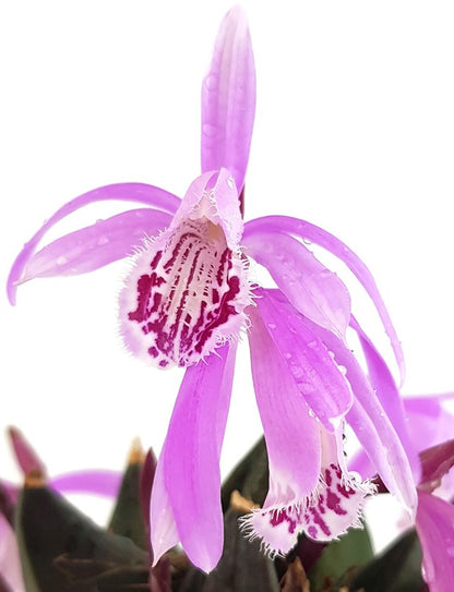 Pleione humilis Hybride - rosa Tibetorchidee