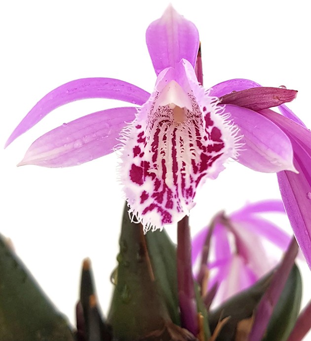 Pleione humilis Hybride - rosa Tibetorchidee