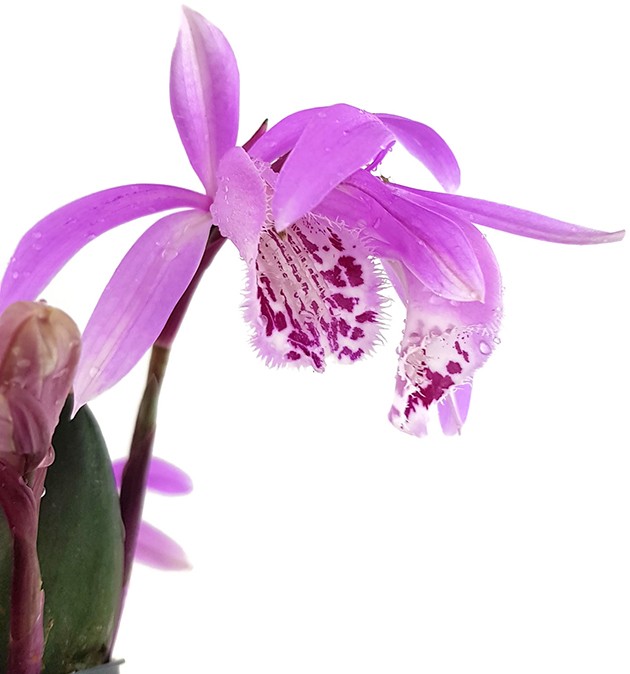 Pleione humilis Hybride - rosa Tibetorchidee