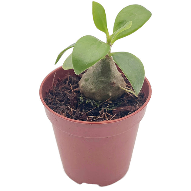 Hydnophytum papuanum