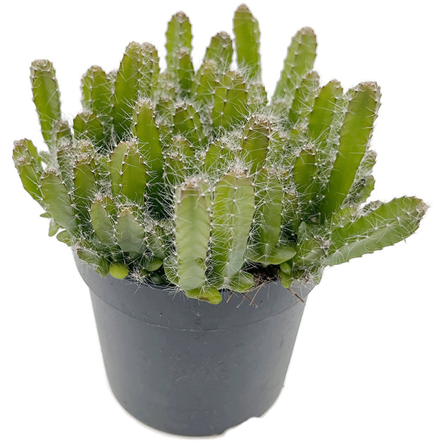 Hylocereus undatus - Drachenfrucht Kaktus  Fangblatt GmbH