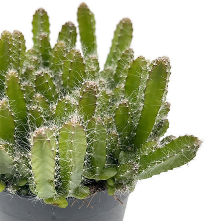 Hylocereus undatus