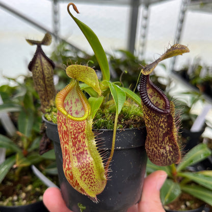 Nepenthes singalana x hamata BE-4588