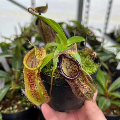 Nepenthes singalana x hamata BE-4588