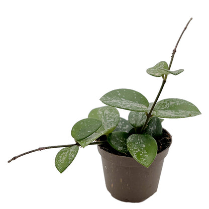 Hoya &