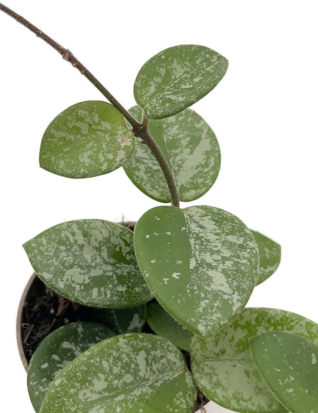 Hoya &