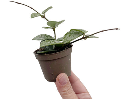 Hoya &