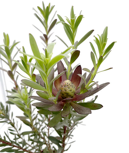 Leucadendron salignum x laureolum &
