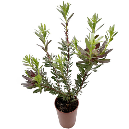 Leucadendron salignum x laureolum &