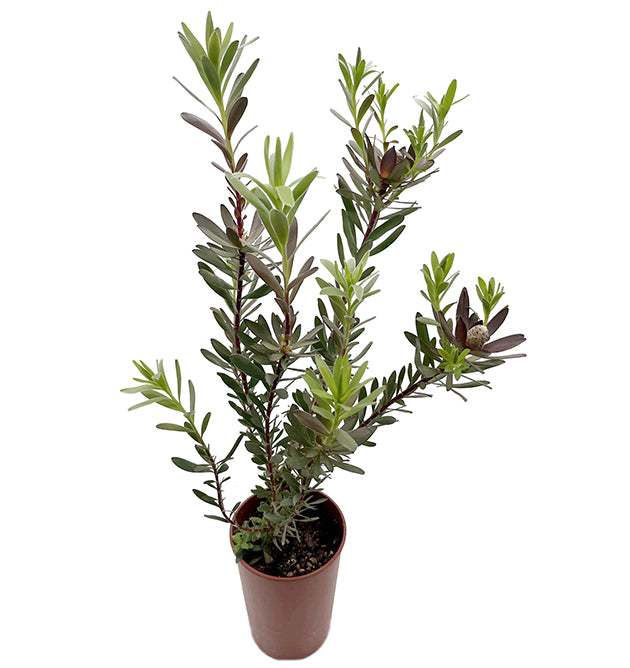 Leucadendron salignum x laureolum &