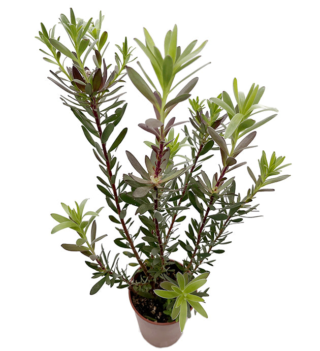 Leucadendron salignum x laureolum &