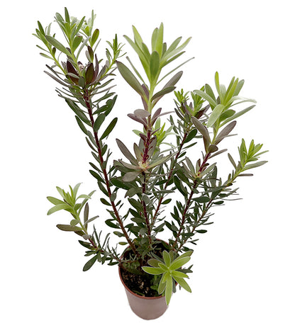 Leucadendron salignum x laureolum &