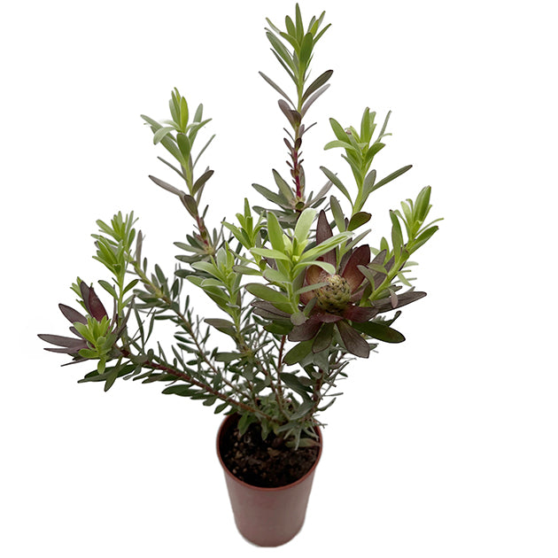 Leucadendron salignum x laureolum &