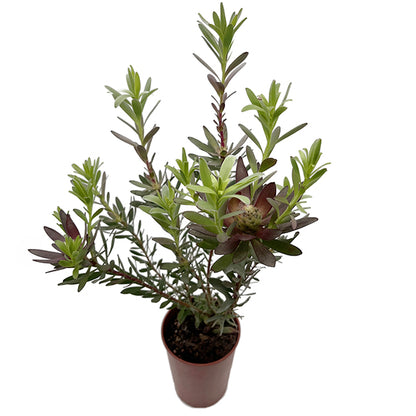 Leucadendron salignum x laureolum &