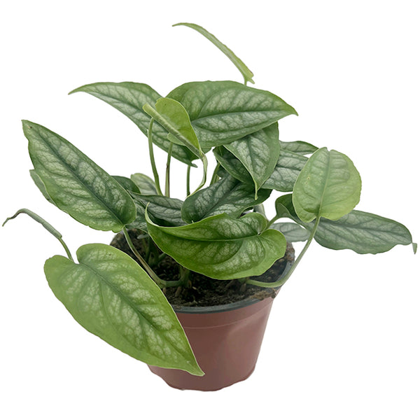 Monstera siltepecana