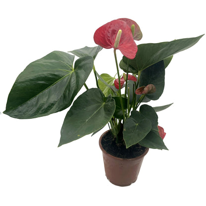 Anthurium Set - rote &amp; weiße Flamingoblume