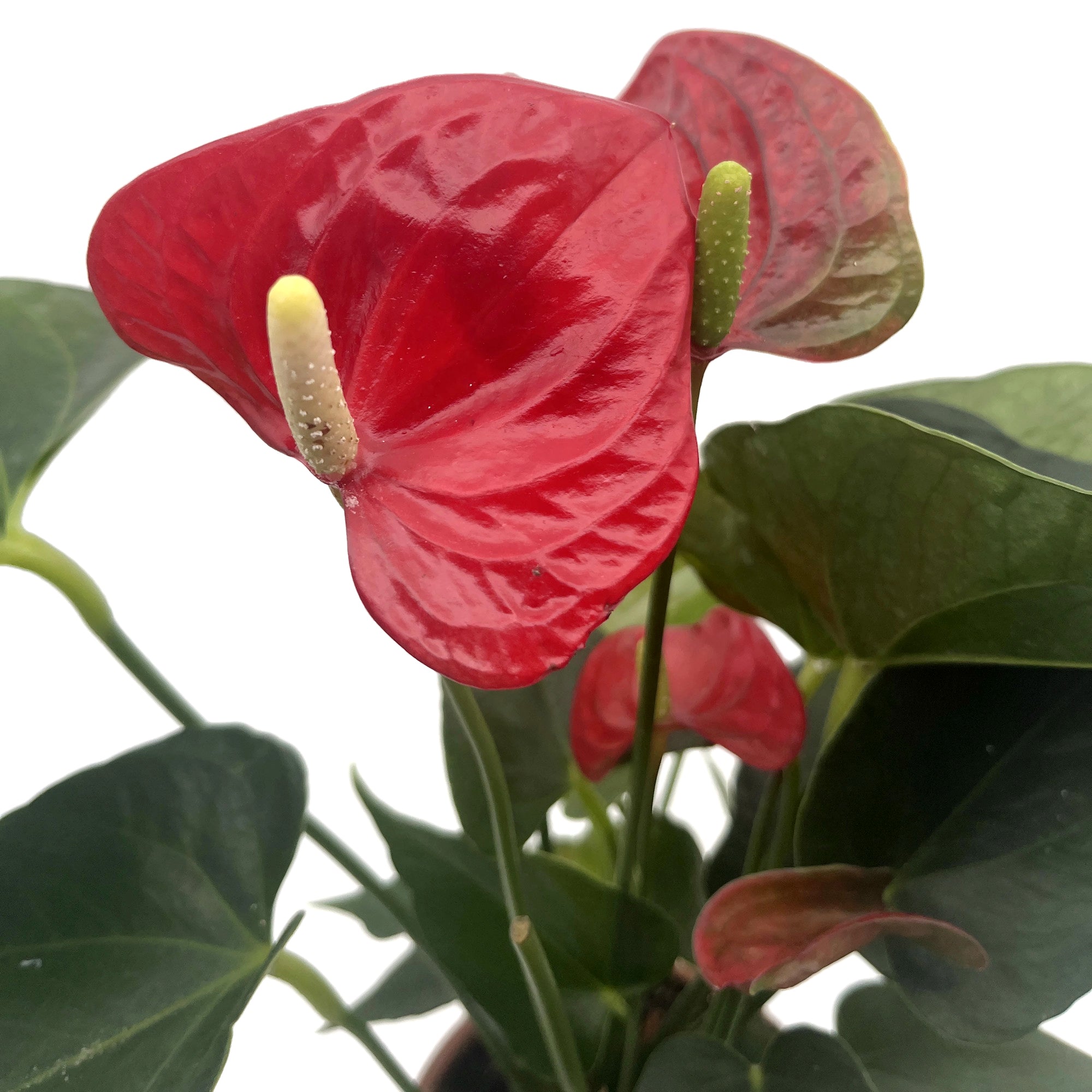 Anthurium Set - rote &amp; weiße Flamingoblume