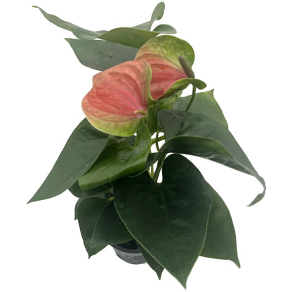 Anthurium Set - rote &amp; weiße Flamingoblume