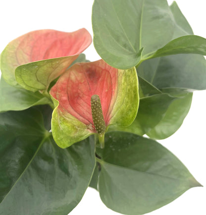 Anthurium Set - rote &amp; weiße Flamingoblume