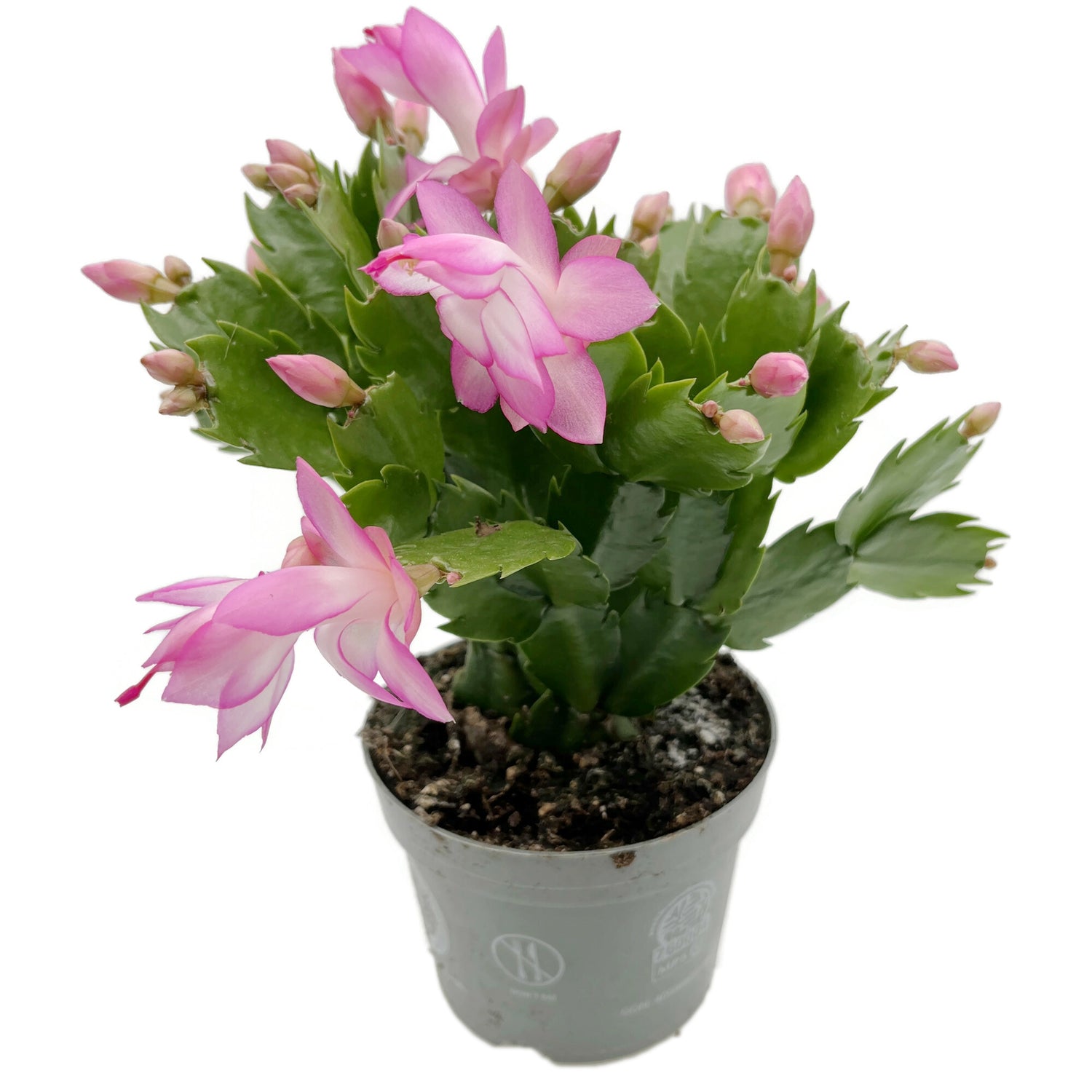 Schlumbergera Hybride - Weihnachtskaktus rosa Blüte