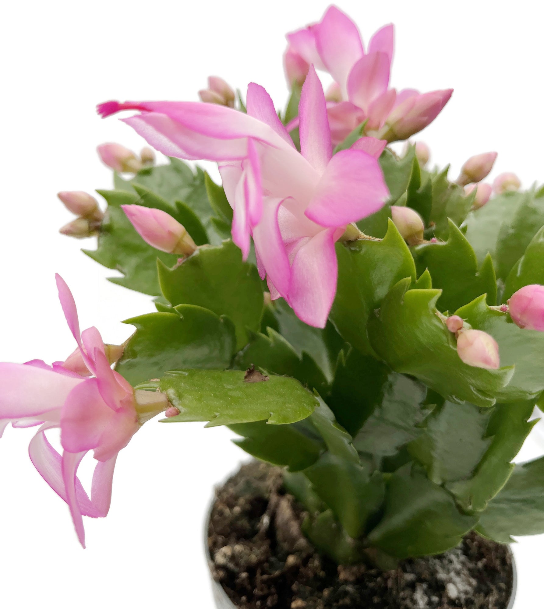 Schlumbergera Hybride - Weihnachtskaktus rosa Blüte