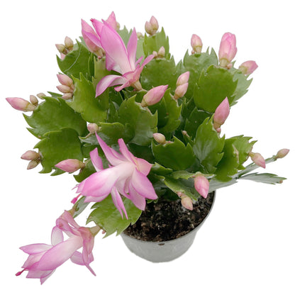 Schlumbergera Hybride - Weihnachtskaktus rosa Blüte