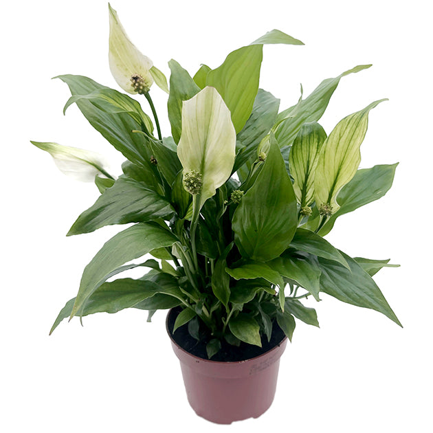 Spathiphyllum &