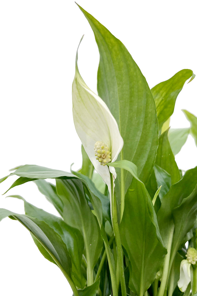 Spathiphyllum &