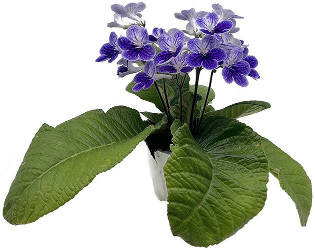 Streptocarpus Violette Welle - afrikanisches Veilchen