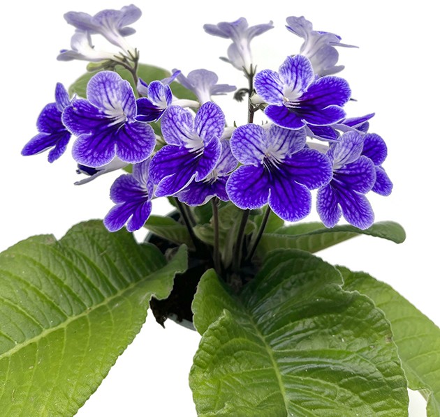 Streptocarpus Violette Welle - afrikanisches Veilchen