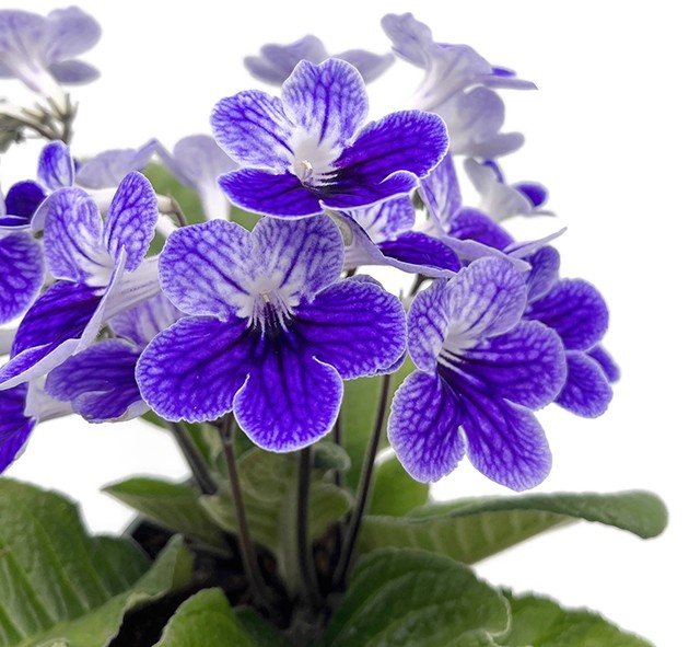 Streptocarpus Violette Welle - afrikanisches Veilchen