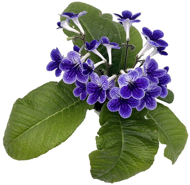 Streptocarpus Violette Welle - afrikanisches Veilchen