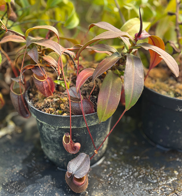 Nepenthes gymnamphora &quot;Talakmau Purple&quot; BE-3078 - XL Showpiece