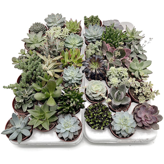 Sukkuklenten Mix Set - 3er Set