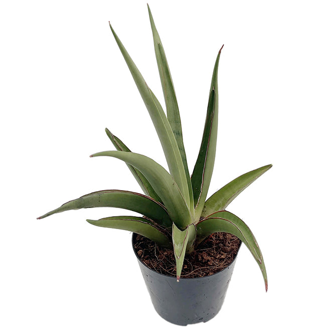 Sansevieria ‘Silver Syreni’ - silbrig-grüner Bogenhanf