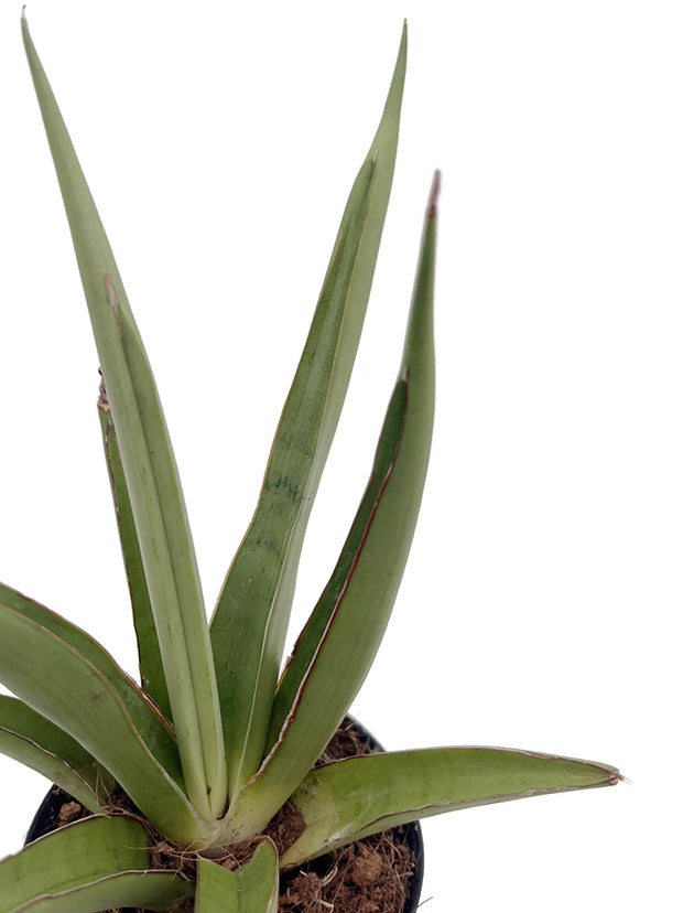 Sansevieria ‘Silver Syreni’ - silbrig-grüner Bogenhanf