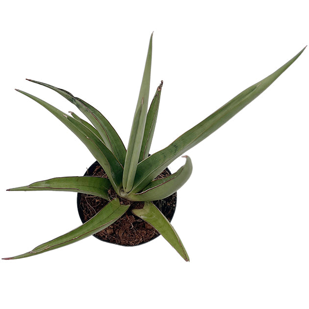 Sansevieria ‘Silver Syreni’ - silbrig-grüner Bogenhanf