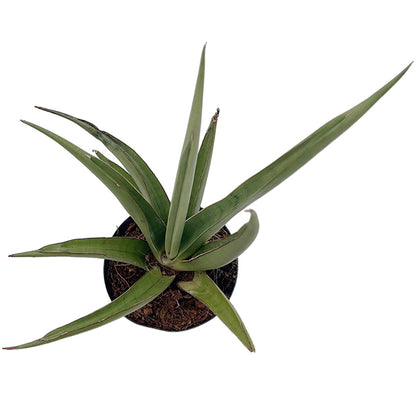 Sansevieria ‘Silver Syreni’ - silbrig-grüner Bogenhanf