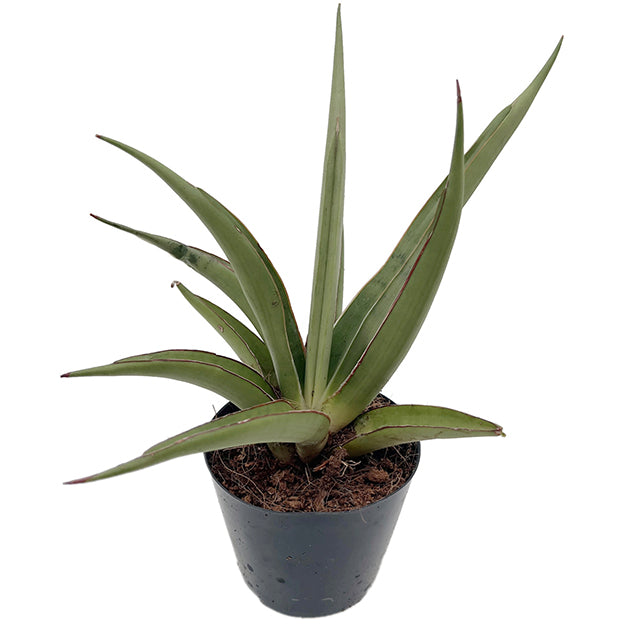 Sansevieria ‘Silver Syreni’ - silbrig-grüner Bogenhanf