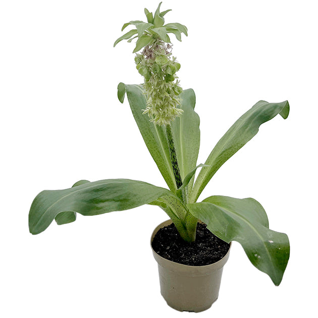Eucomis bicolor - Schopflilie SALE