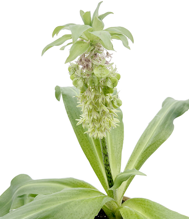 Eucomis bicolor - Schopflilie SALE