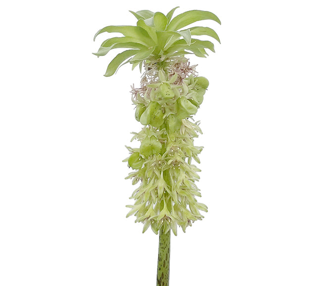 Eucomis bicolor - Schopflilie SALE